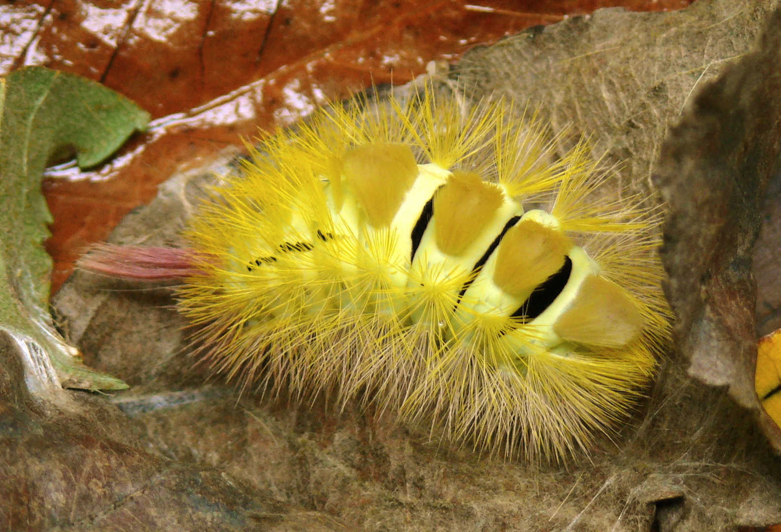 Raupe Buchenstreckfuß/Rotschwanz