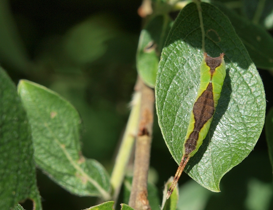 Raupe -> Cerura vinula (Draufsicht)