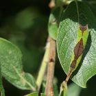 Raupe -> Cerura vinula (Draufsicht)