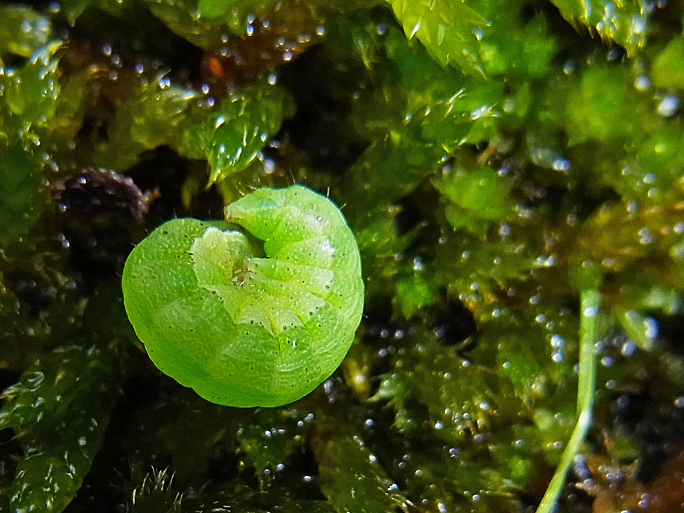 Raupe der Achateule im Dezember