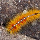 Raupe der Ahorneule (Acronicta aceris) - La chenille de la Noctuelle de l'Erable.