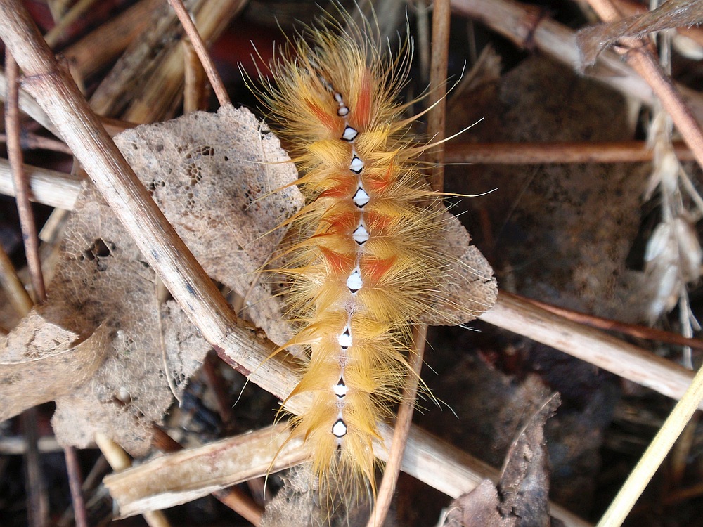 Raupe der Ahornrindeneule