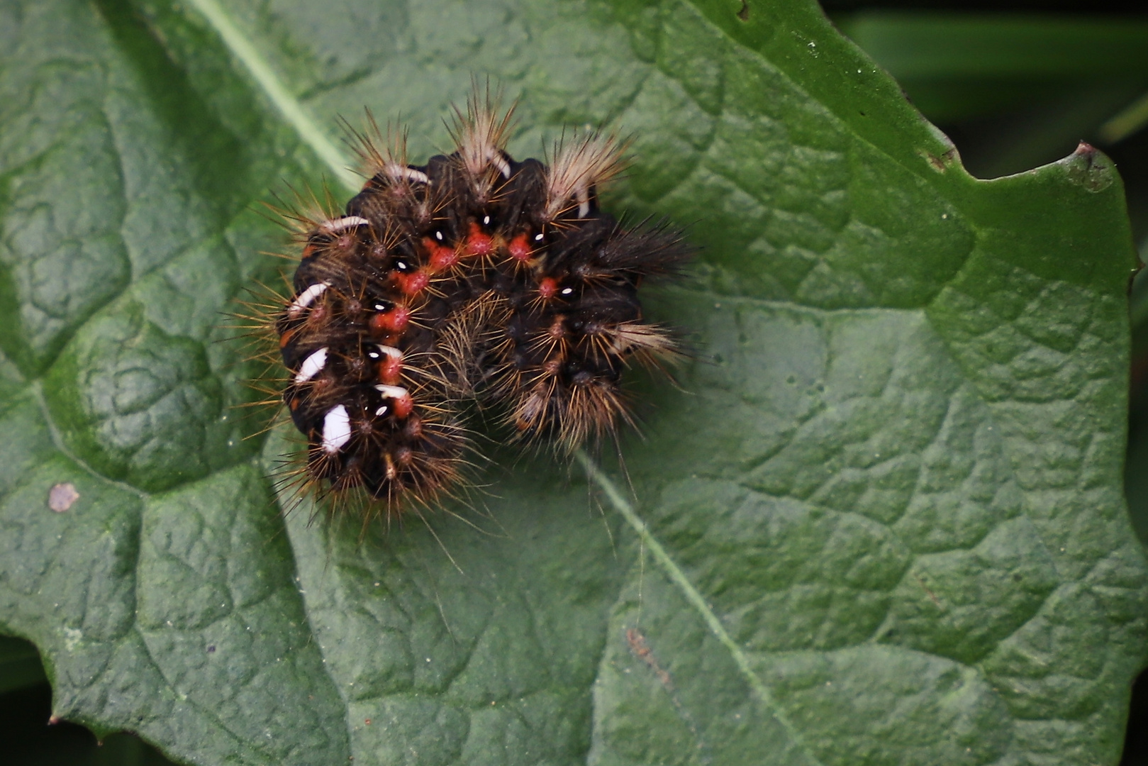 Raupe der Ampfer-Rindeneule (2019_08_23_5477_ji)