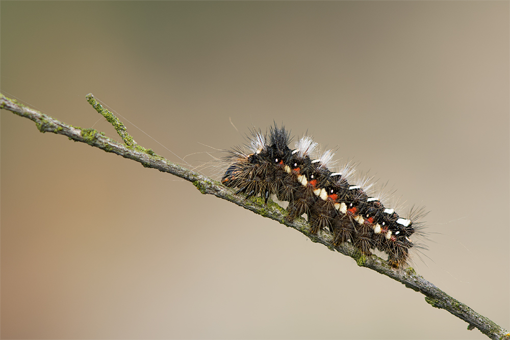 Raupe der Ampfer-Rindeneule