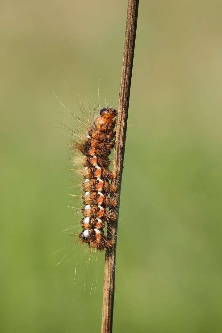 Raupe der Ampfer Rindeneule