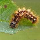 Raupe der Ampfer-Rindeneule 