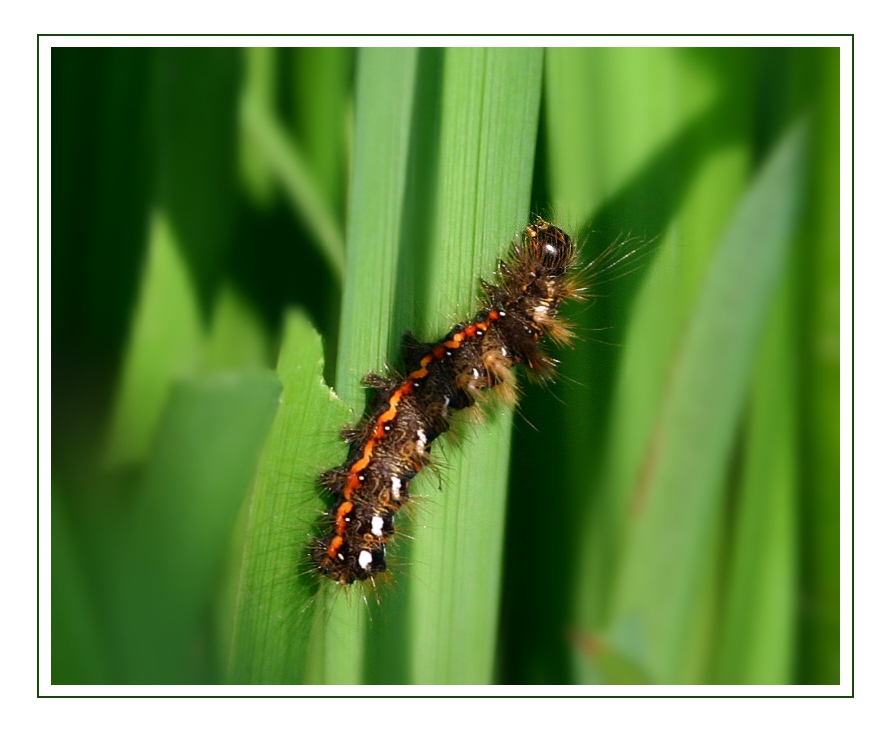 Raupe der Ampfer-Rindeneule?