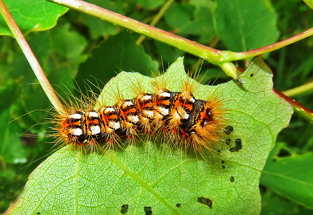 Raupe der Ampfer-Rindeneule