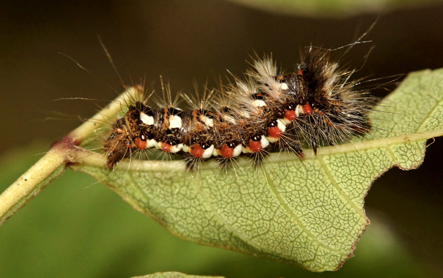 Raupe der Ampfer Rindeneule