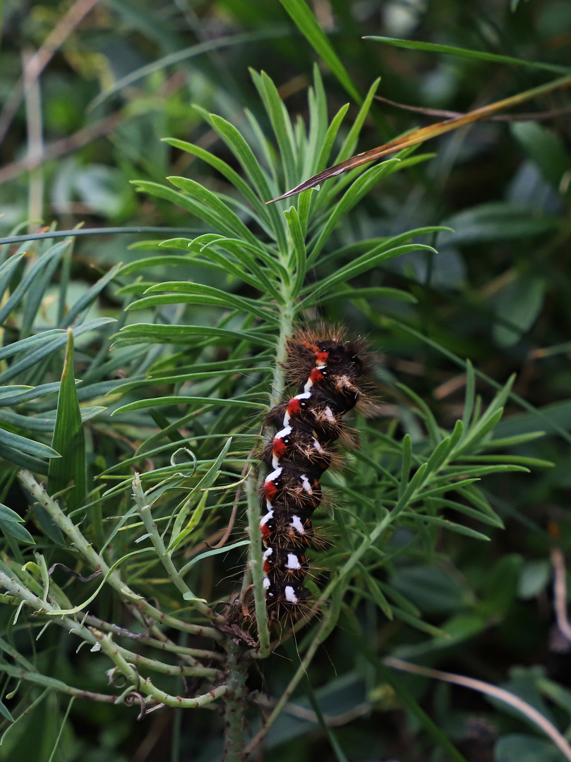 Raupe der Ampfer-Rindeneule (Acronicta rumicis) (2019_09_12_6186_ji)