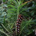 Raupe der Ampfer-Rindeneule (Acronicta rumicis) (2019_09_12_6186_ji)