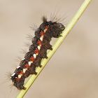 Raupe der Ampfer-Rindeneule (Acronicta rumicis)