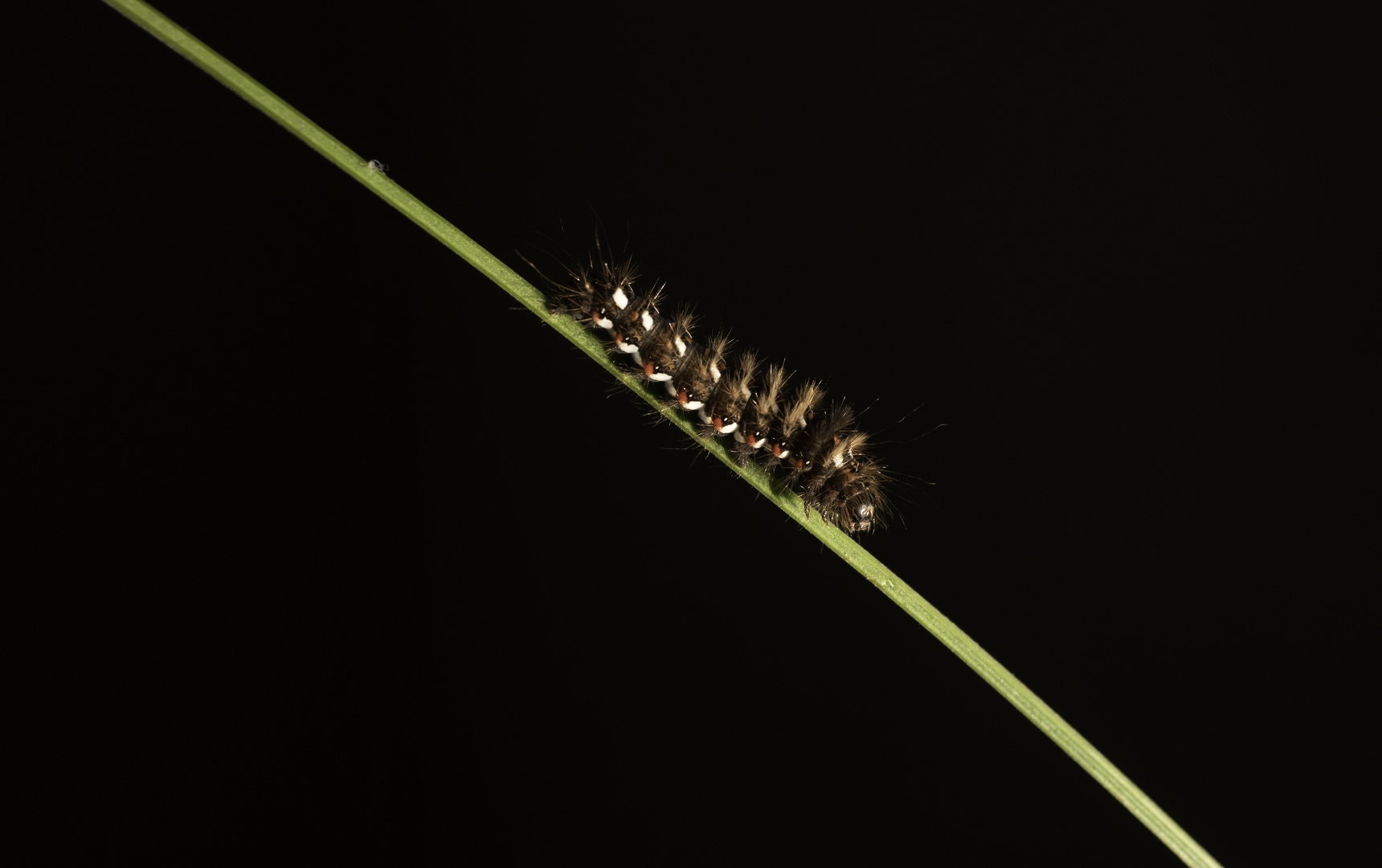 Raupe der Ampfer-Rindeneule aus dem Lavendel