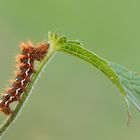 Raupe der Ampfer-Rindeneule