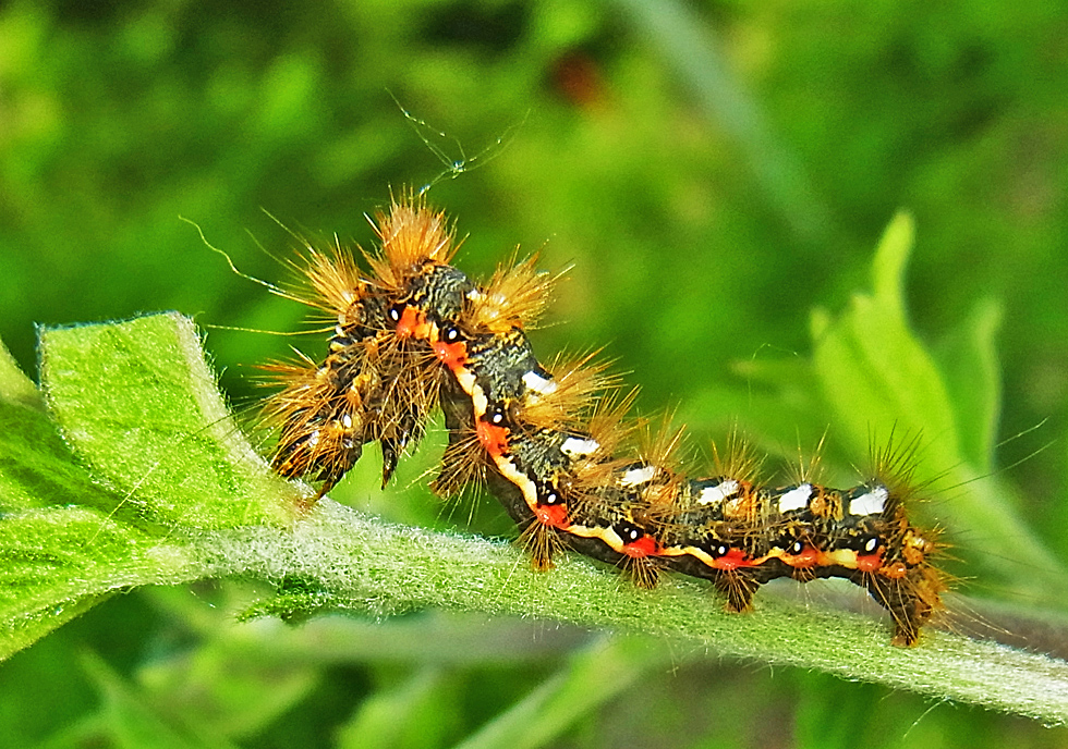 Raupe der Ampfer-Rindeneule