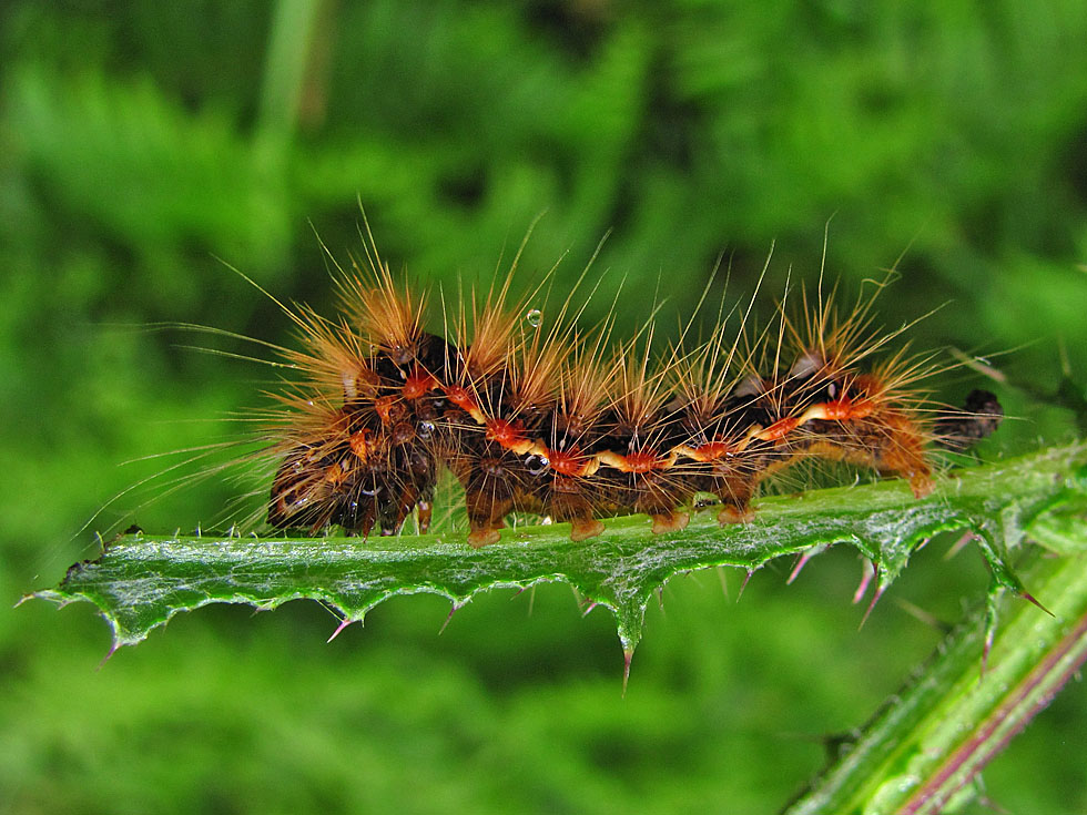 Raupe der Ampfer-Rindeneule