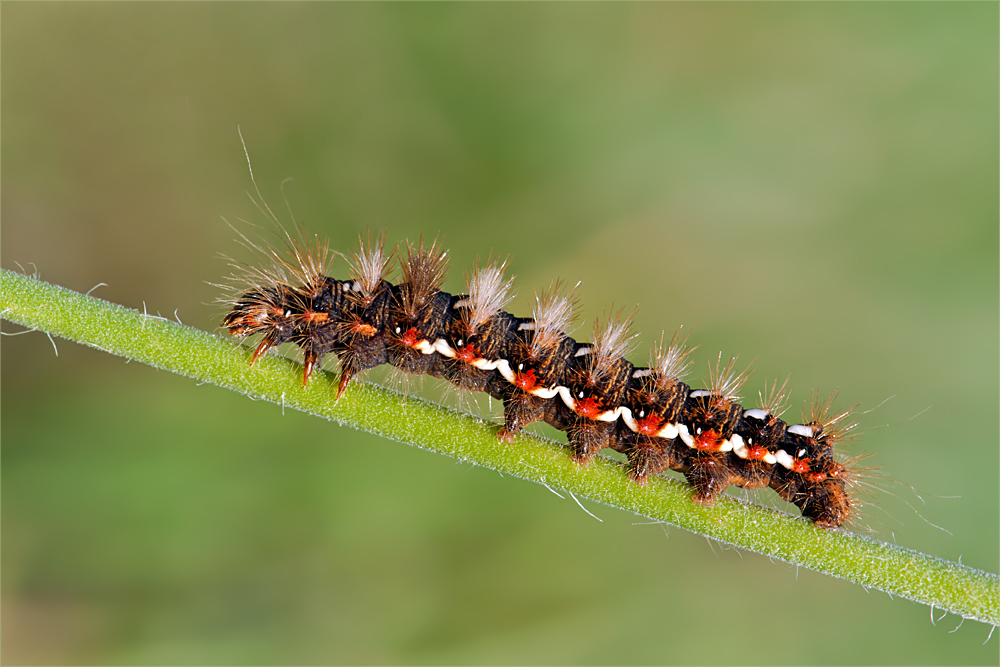 Raupe der Ampfer-Rindeneule