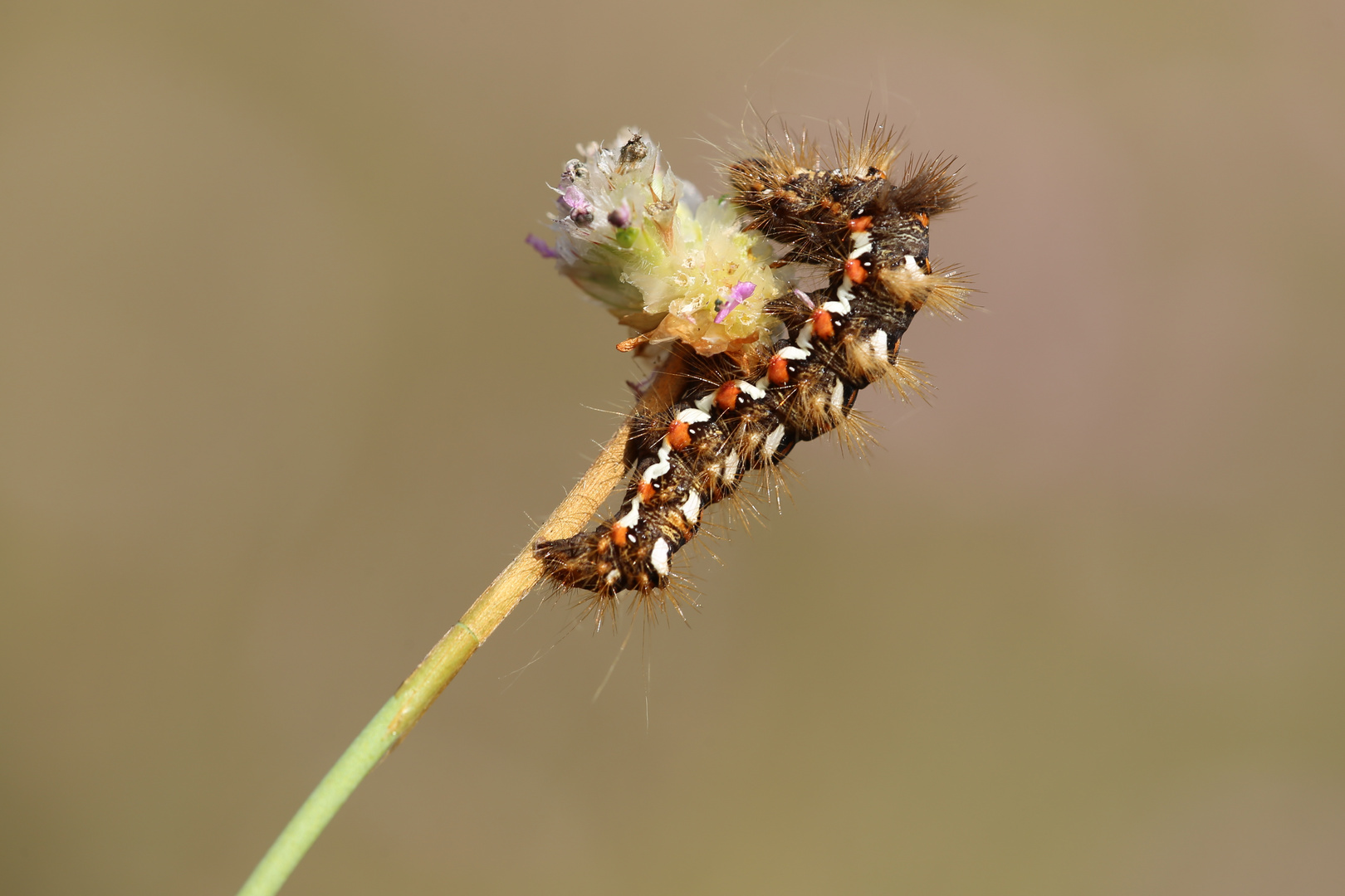 Raupe der Ampfereule