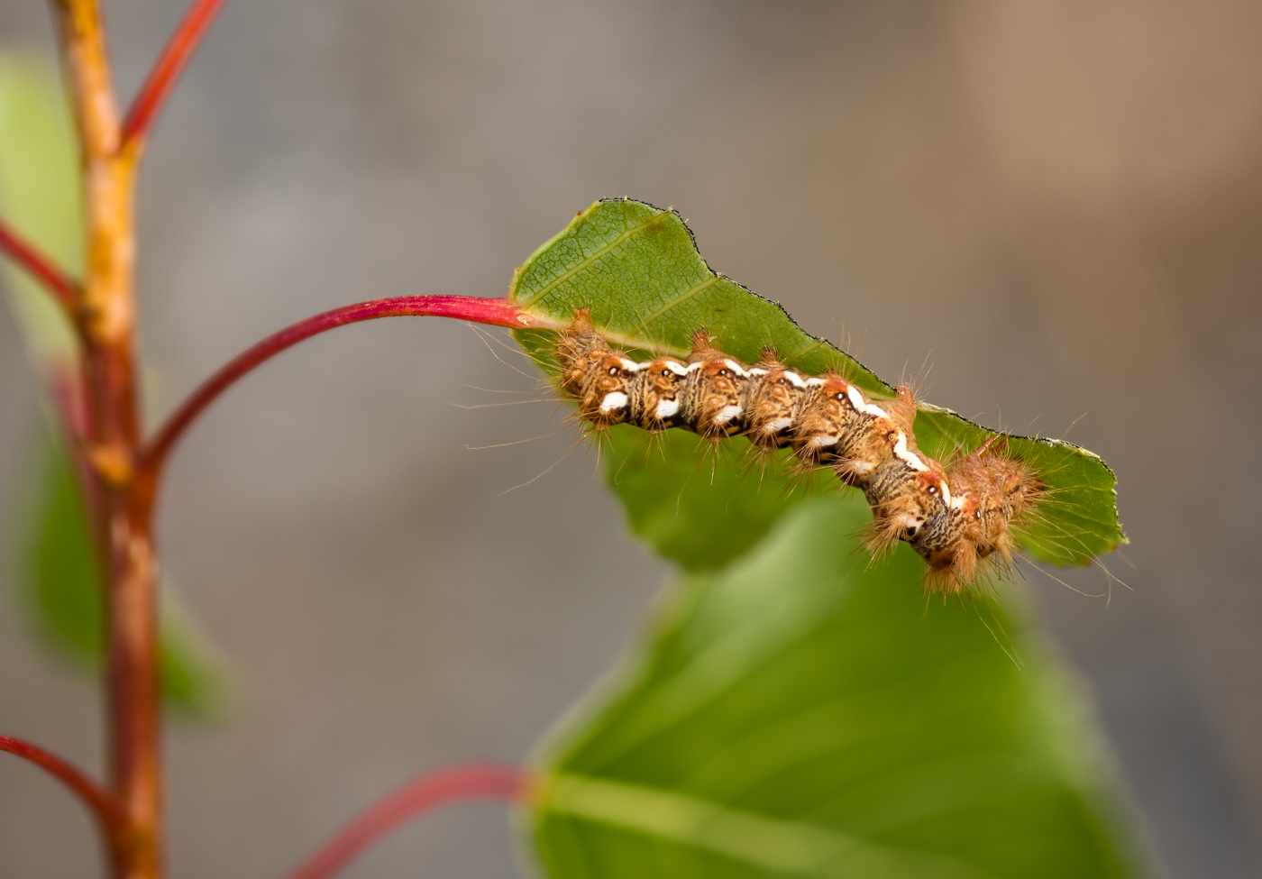 Raupe der Ampfereule