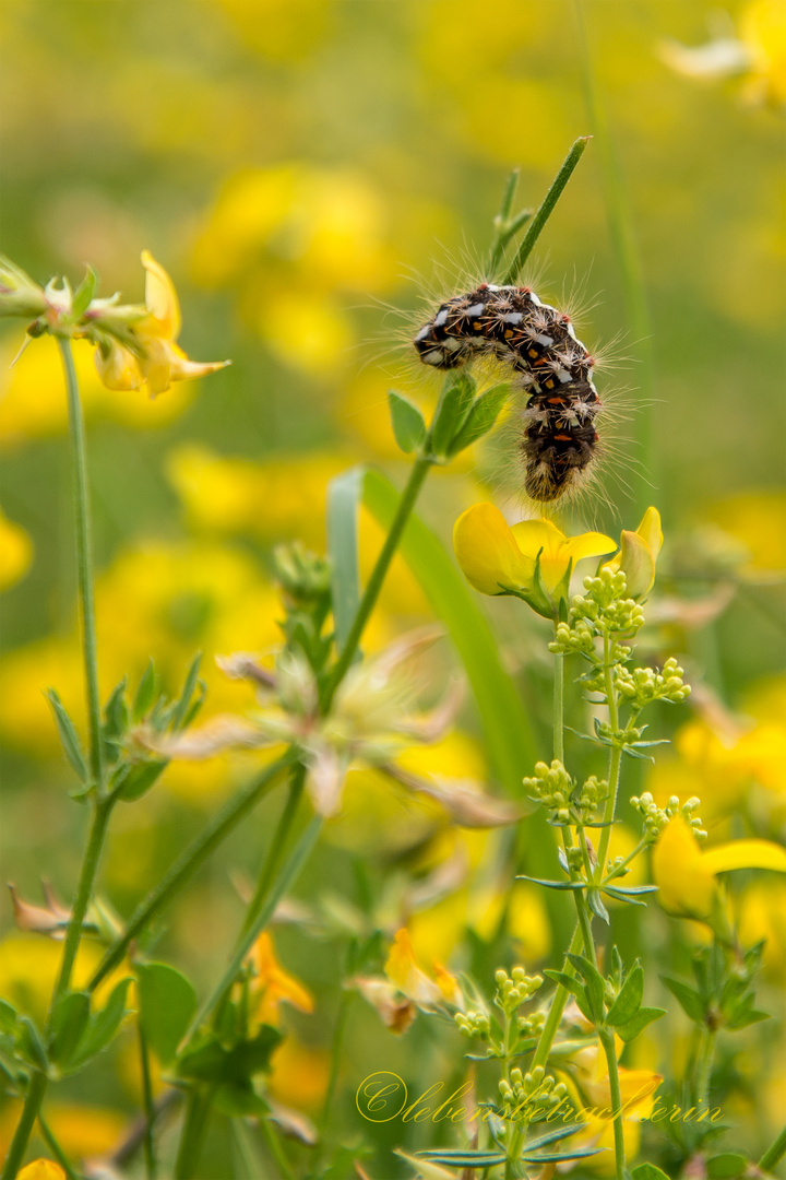 Raupe der Ampfereule