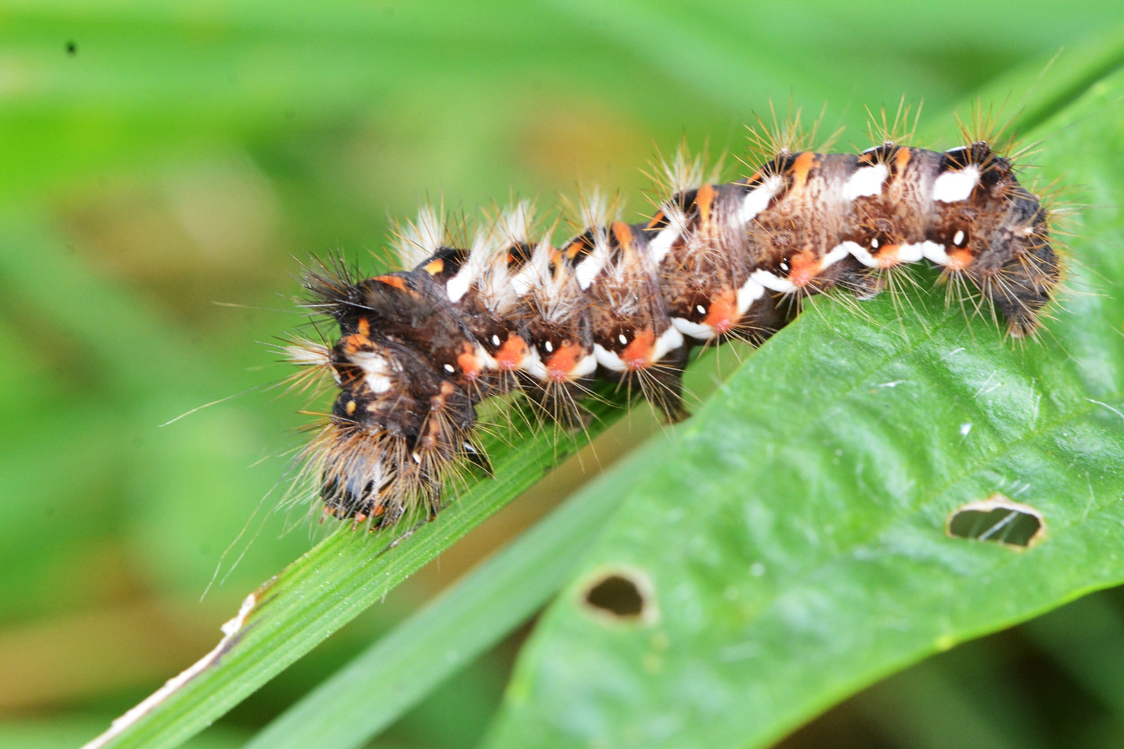 Raupe der Ampferrindeneule, Acrinita rumicis