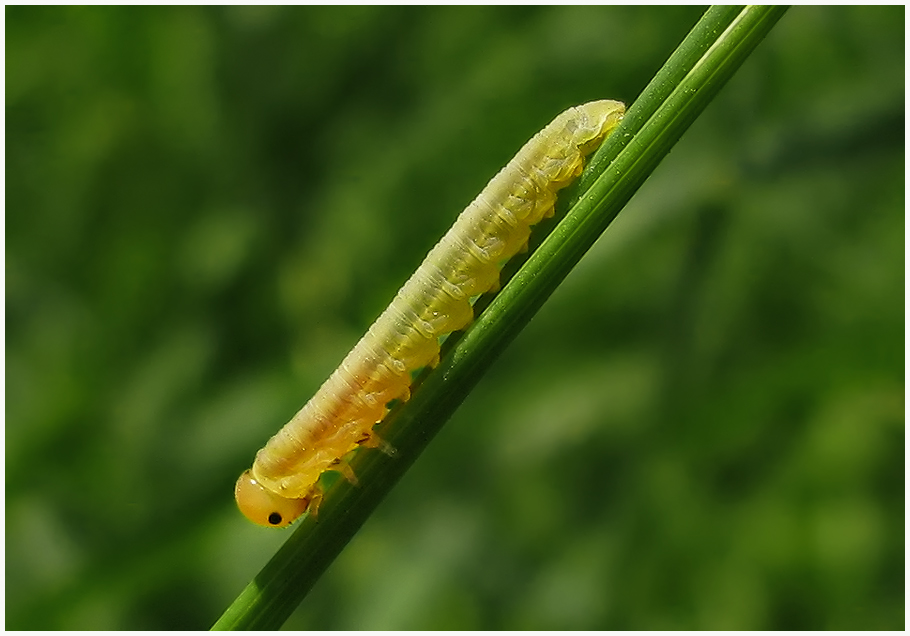 Raupe der Blattwespe