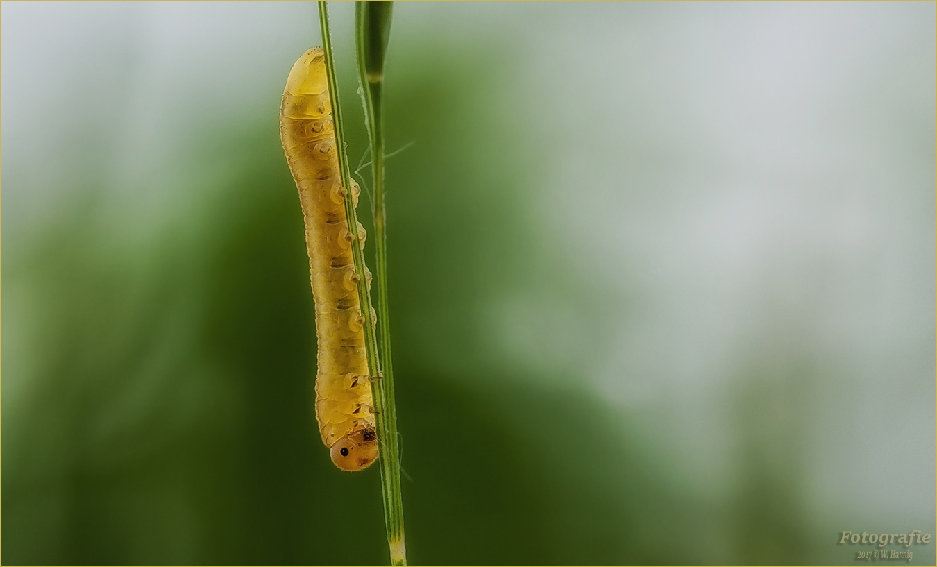 Raupe der Blattwespe  