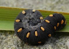 Raupe der Blattwespe Tenthredo marginella oder mandibularis