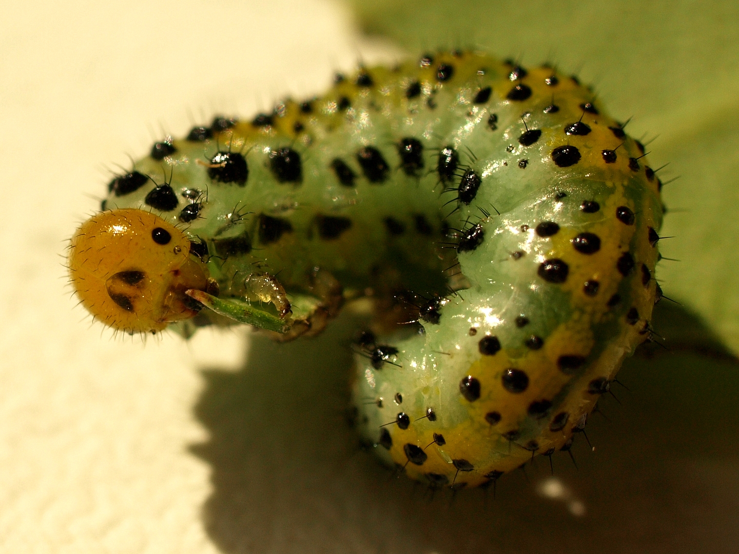 Raupe der Blauschwarzen Rosen-Bürstenhornblattwespe