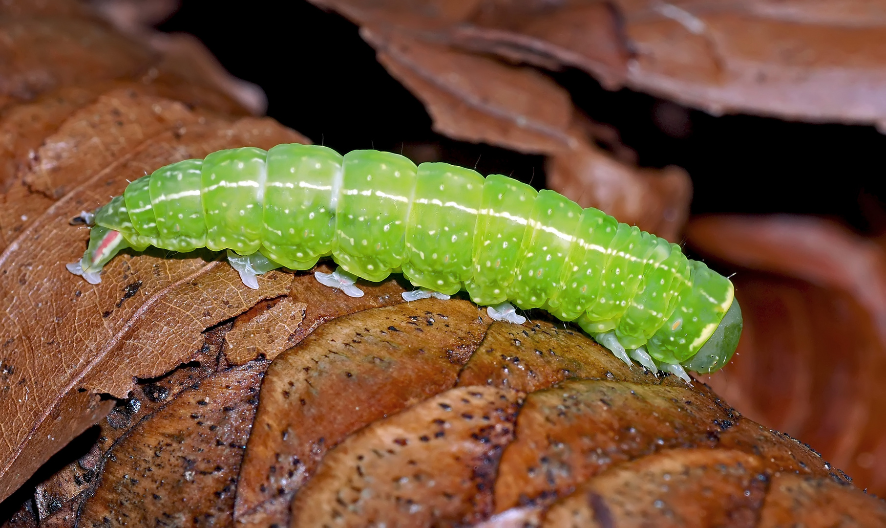 Raupe der Buchen-Kahneule (Pseudoips prasinana) auf einem Tannenzapfen. - Halias du hêtre.