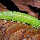 Raupe der Buchen-Kahneule (Pseudoips prasinana) auf einem Tannenzapfen. - Halias du hêtre.