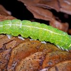 Raupe der Buchen-Kahneule (Pseudoips prasinana) auf einem Tannenzapfen. - Halias du hêtre.