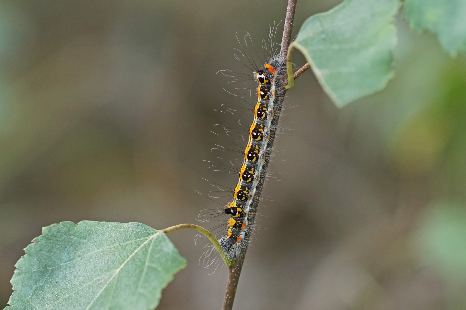 Raupe der Dreizack-Pfeileule (Acronicta tridens)