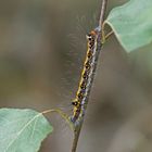 Raupe der Dreizack-Pfeileule (Acronicta tridens)