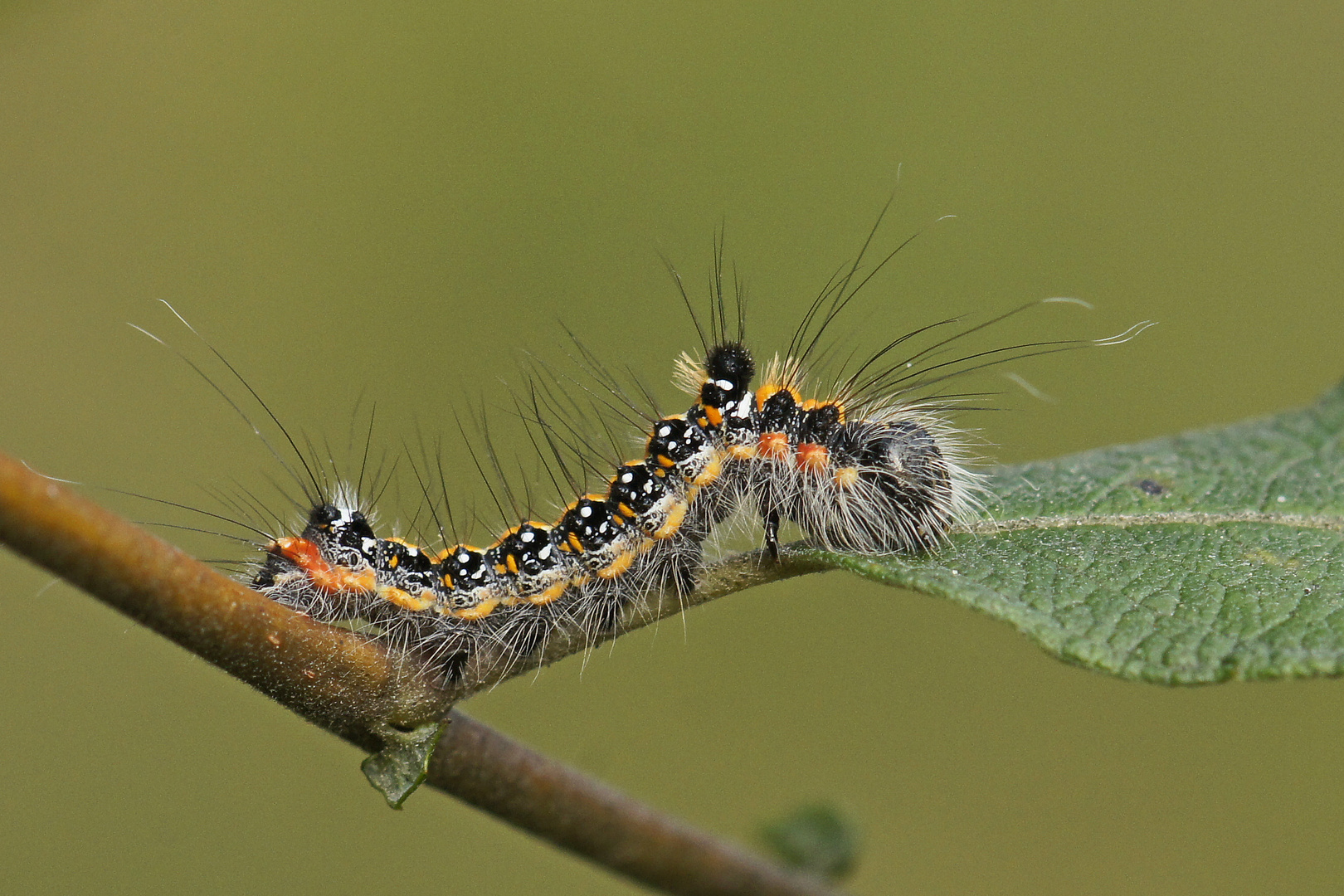 Raupe der Dreizack-Pfeileule (Acronicta tridens)