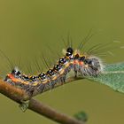 Raupe der Dreizack-Pfeileule (Acronicta tridens)