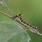 Raupe der Dreizack-Pfeileule (Acronicta tridens)