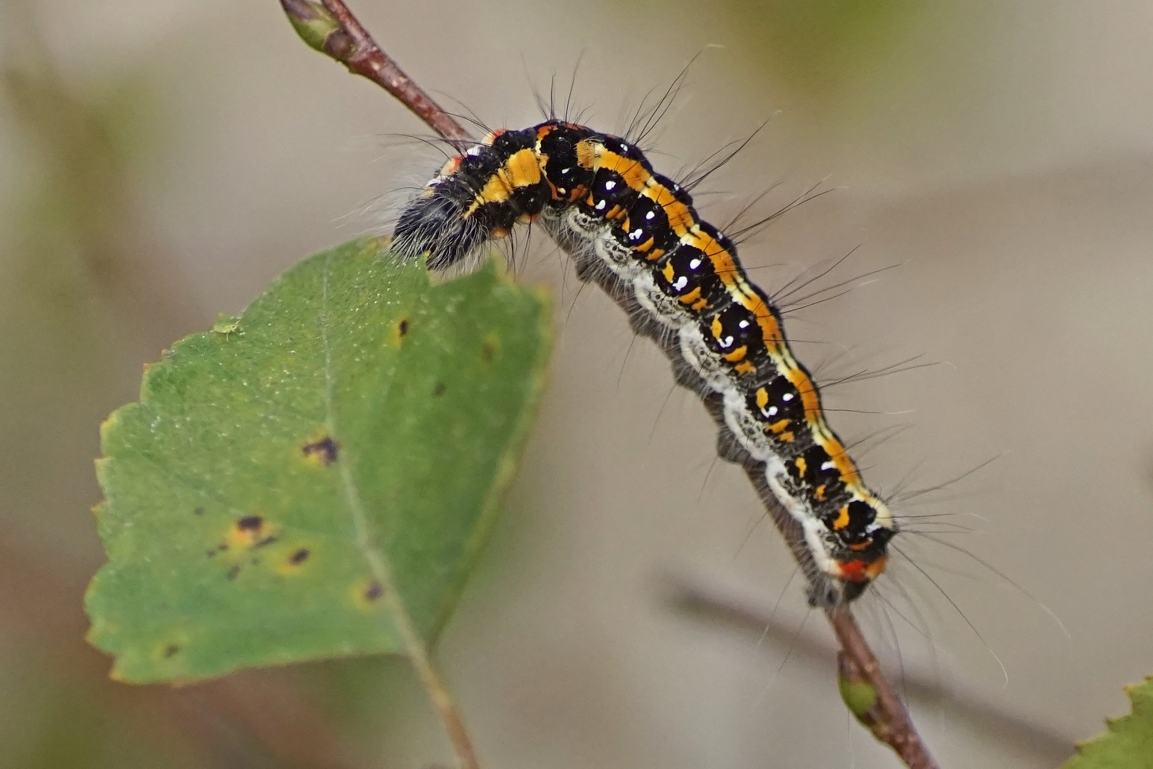 Raupe der Dreizack-Pfeileule (Acronicta tridens)