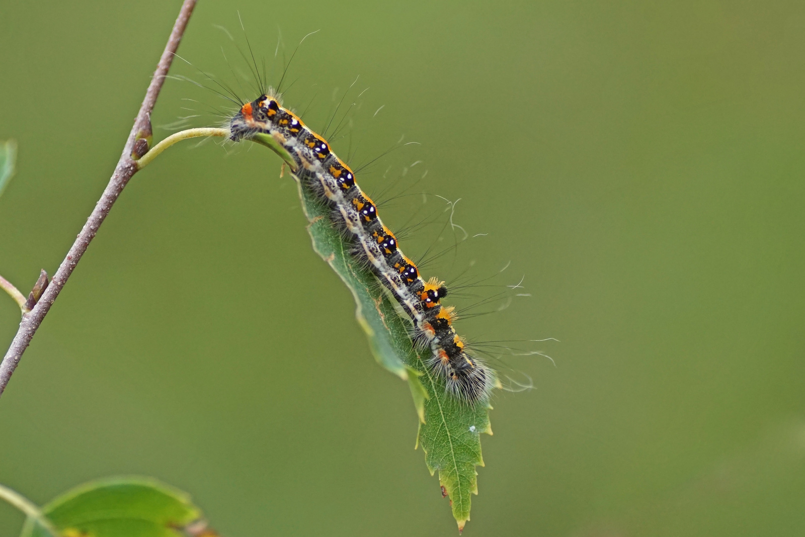 Raupe der Dreizack-Pfeileule (Acronicta tridens)