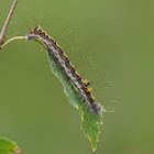 Raupe der Dreizack-Pfeileule (Acronicta tridens)