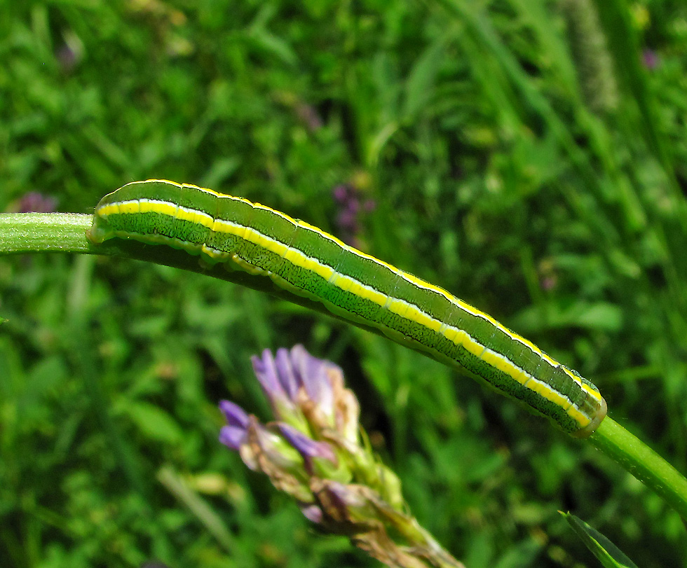 Raupe der Erbseneule