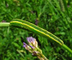 Raupe der Erbseneule