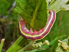 Raupe der Erbseneule