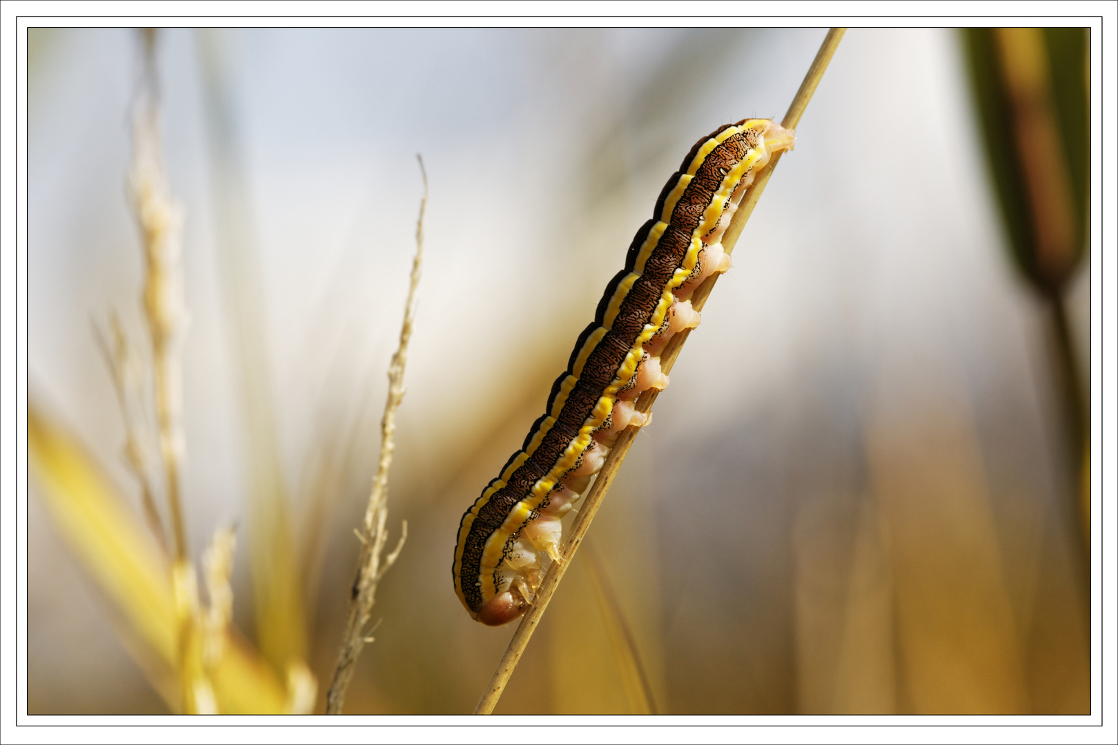 Raupe der Erbseneule (Ceramica pisi)