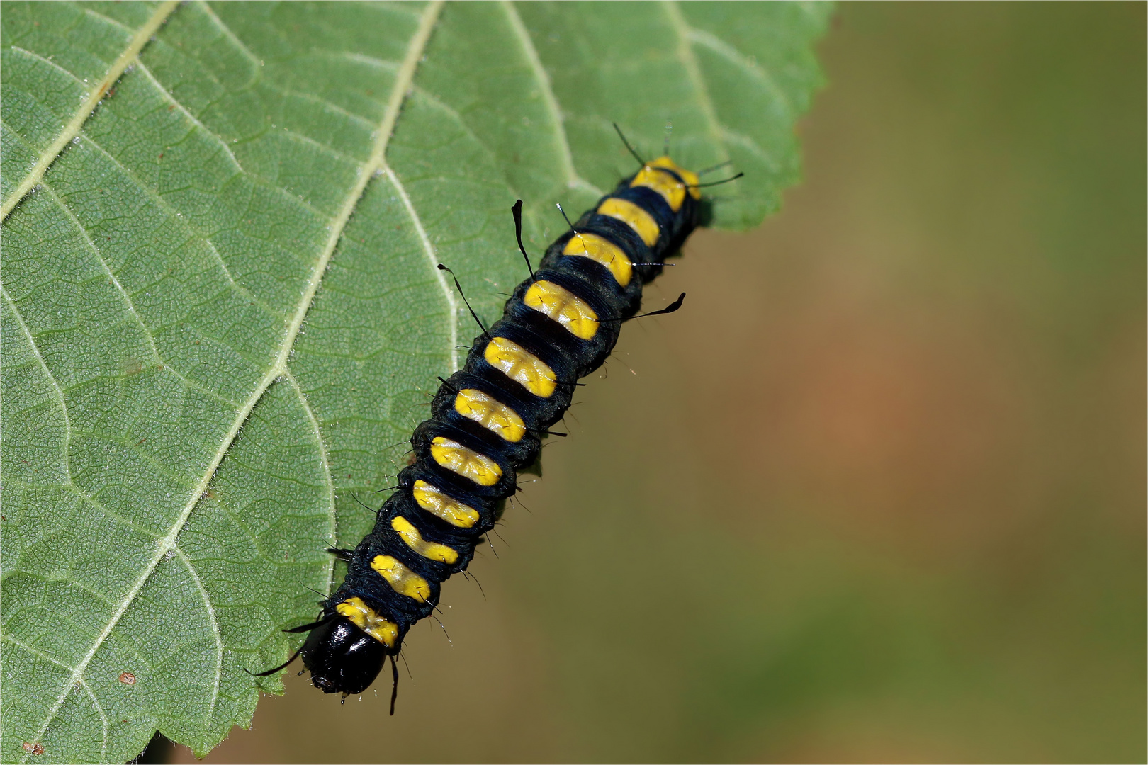 Raupe der Erlen-Rindeneule ( Acronicta alni)