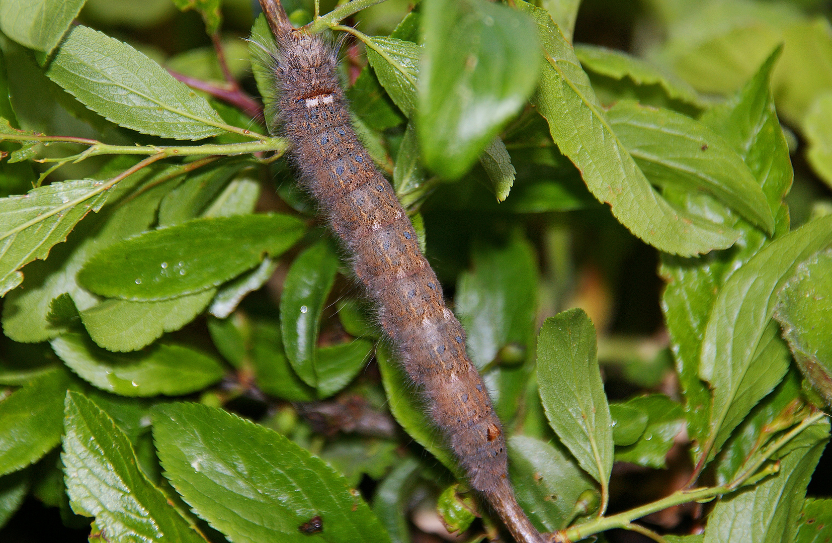 Raupe der Feuerglucke (Odonestis pruni)