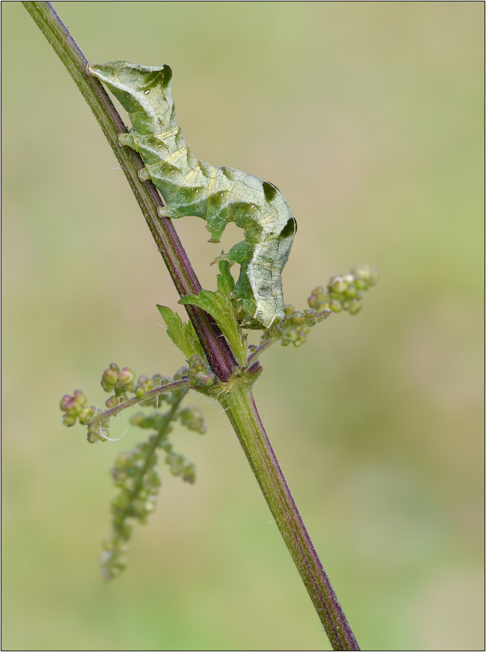 Raupe der Flohkrauteule