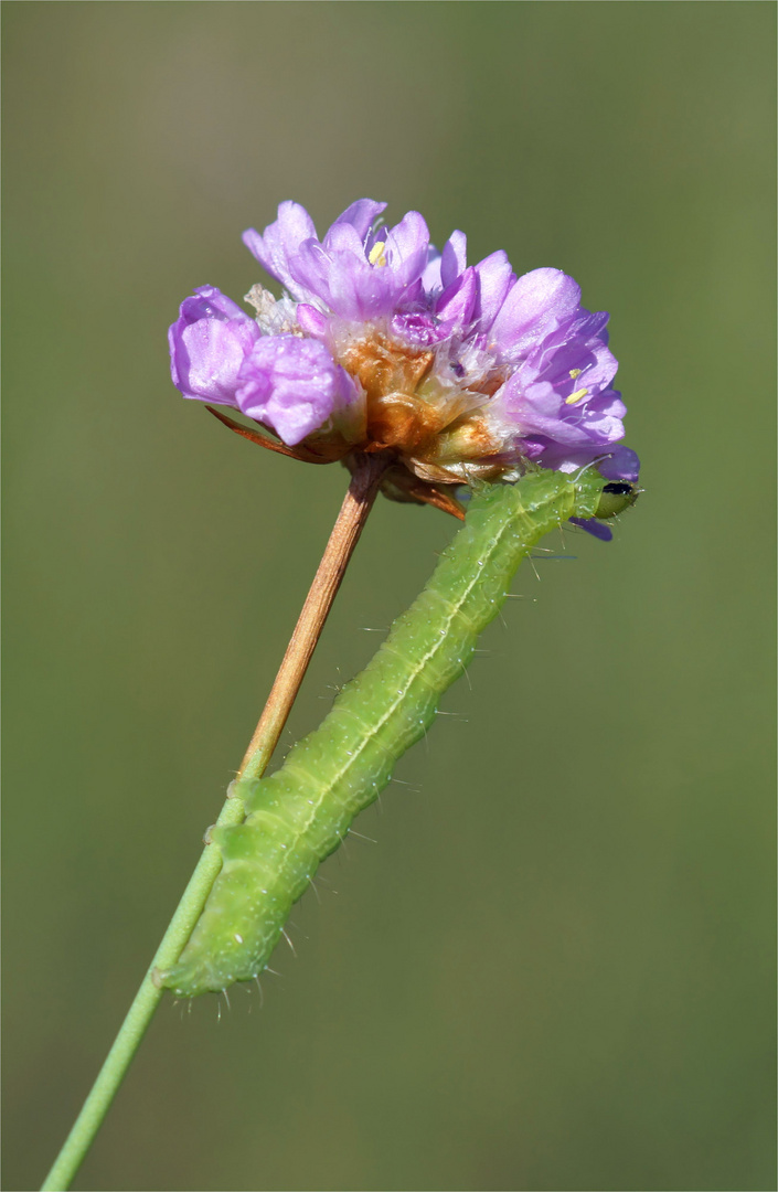 Raupe der Gammaeule