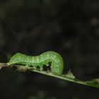 Raupe der Gelbfleck-Waldschatteneule (Euplexia lucipara)