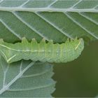 Raupe der Gesäumten Glanzeule